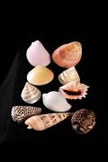 shells,seashells,shell products